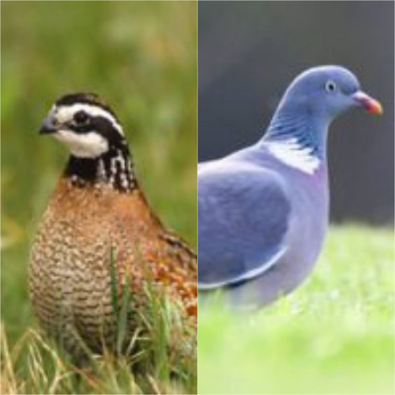 Viande de caille et de pigeonneau