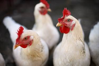 Viande de poulet