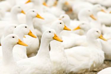 Barbarie ente
